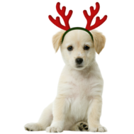 Figuur voor kerstkaart - page hondje met gewei
