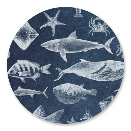 Zeedieren blauw